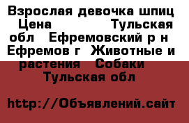 Взрослая девочка шпиц › Цена ­ 15 000 - Тульская обл., Ефремовский р-н, Ефремов г. Животные и растения » Собаки   . Тульская обл.